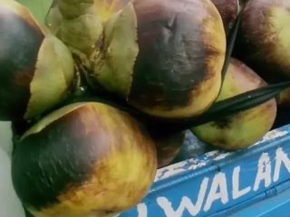 Musim Kemarau Jadi Kesempatan Jual Siwalan 
