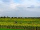 Pertanian Padi di Pati Selatan dan Utara Mampu Produksi 10 Ton per Hektar