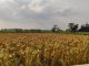 Petani Jagung Mewanti-wanti Hama Tikus di Masa Tanam Berikutnya
