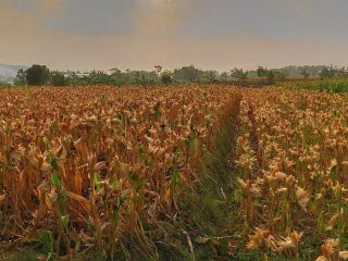 Harga Jagung di Pati Naik, Petani Harap Bisa Stabil di Angka Rp5 Ribu