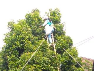 Panen Cengkeh di Cluwak, Anugerah Alam dari Ladang Kawasan Pegunungan