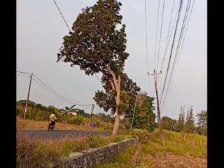 Sejumlah Tiang Listrik Miring di Ruas Kuniran-Juwana, Pengendara Khawatir