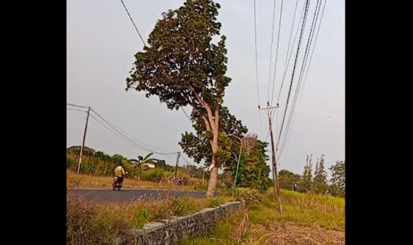 Sejumlah Tiang Listrik Miring di Ruas Kuniran-Juwana, Pengendara Khawatir