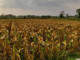 Membuat Sarang Predator Jadi Solusi Usir Tikus di Ladang Jagung