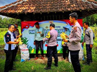 Wujudkan Swasembada Pangan di Trenggalek, Polsek Durenan Panen Jagung Kuartal III