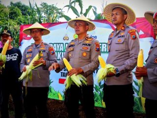 Sukses Budi Daya Jagung Organik, Dua Petani Asal Durenan Diapresiasi Kapolres Trenggalek