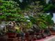 Pameran Bonsai Lokal Segera Digelar di Desa Batealit Jepara