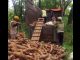 Petani Singkong di Desa Jukung Rembang Menjerit, Harga Anjlok Drastis