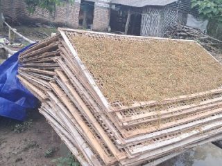 Curah Hujan Tinggi, Pengeringan Tembakau di Pati Terkendala