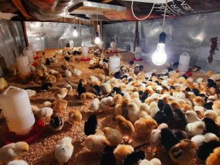 Warga Tambakromo Ajukan Tambahan Jaringan Listrik Pertanian dan Peternakan