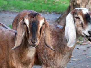 Ternyata Harga Etawa Setara dengan Mobil, Jepara Potensial untuk Peternakan