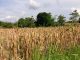 Harga Jagung Pipil Panen di Pati Sentuh Rp4.700 Perkilo