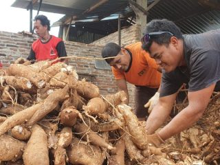 Pembiayaan SRG Tapioka Tak Kunjung Direalisasi, Menkeu Purbaya Didesak Turun Tangan
