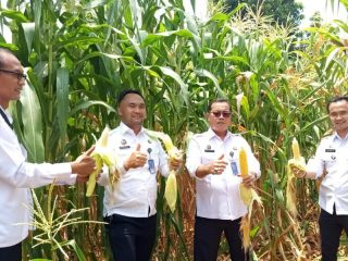 Panen Jagung, Lapas Pati Wujudkan Program Ketahanan Pangan