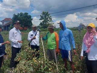 Harga Tomat Rembang Anjlok, Pemkab Gagas Gerakan Siswa Peduli Petani