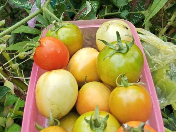 Harga Tomat Rembang Melonjak Tajam, Berapa di Pasaran?