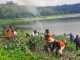 Warga Bersihkan Waduk Gunung Rowo dari Tanaman Berduri Mimosa
