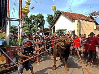 Tradisi Prasah, Arak-arakan Kerbau Adat Pernikahan Desa Sidigede