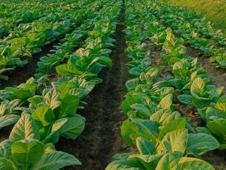 Persebaran Area Pertanian Tembakau di Kabupaten Pati