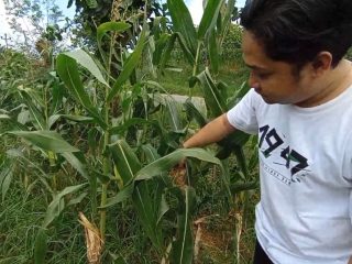 Gawat, Petani Jagung di Pati Gagal Panen