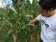 Gawat, Petani Jagung di Pati Gagal Panen