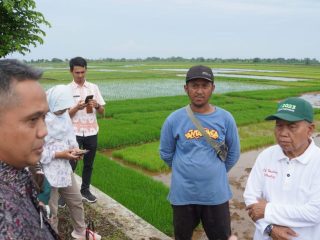 Desa Suwawal Disiapkan untuk Pertanian Padi Biosalin