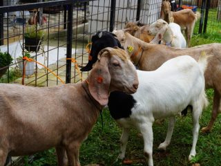 Batealit Dijadikan Sentra Peternakan Kambing Boer Asal Afrika Selatan