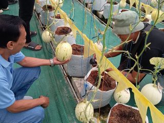 Bertani dan Bisnis Ala Gen Z, Hizkia Budi Daya Melon Greenhouse di Pati
