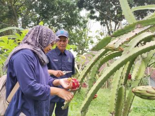 Bukit Naga Jollong, Wisata Andalan di Kabupaten Pati