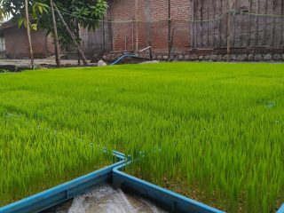 Modernisasi Pertanian, Petani Rembang Hemat Biaya hingga 60 Persen