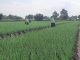 Petani Bawang Pati Khawatir Ada Komoditas Impor Ilegal