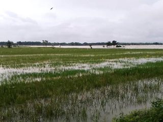 Terdampak Banjir, 4 Ribu Hektare Sawah di Pati Terancam Puso