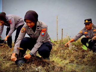 Gencarkan Budi Daya Ubi Ungu, Ini Harapan Polres Trenggalek
