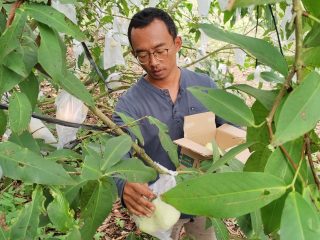 Petik Jambu Madu Deli di Jrahi, Potensi Unggulan Wisata Desa