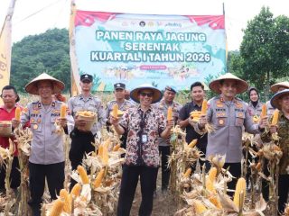 Petani Donorojo Gelar Panen Raya Jagung 