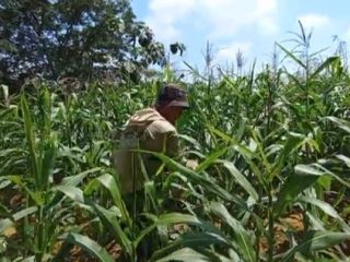 Gagal Panen, Petani Jagung di Pati Pilih Merantau ke Luar Jawa