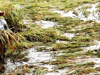 Banjir Lumpuhkan Pertanian Jepara, Ribuan Hektar Padi Gagal Panen