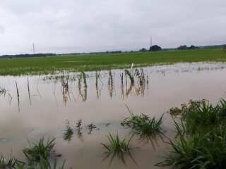 Banjir di Pati Akibatkan Ratusan Hektare Sawah Gagal Panen