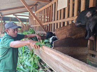 Desa Plajan dan Suwawal Timur Potensial Kembangkan Ternak Kambing Jawa Randu
