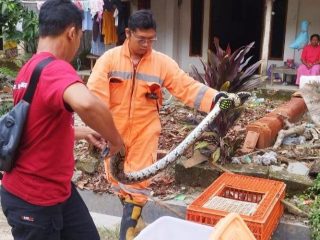 Damkar Rembang Catat Penanganan Evakuasi Ular Paling Dominan