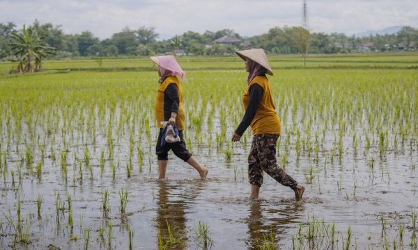 Musim Tanam Mulai, Tenaga Buruh Tani Banyak Dibutuhkan 