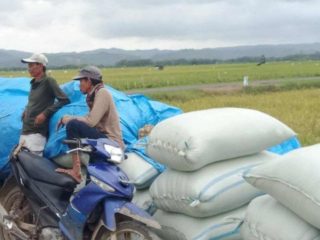 Harga Gabah Kering di Pati Sentuh Rp7.200 Perkilo