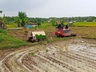 Panen Raya dan Percepatan Tanam di Mojorembun, Bupati Dorong Modernisasi Pertanian