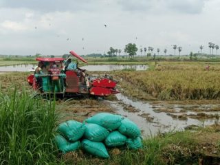 Diterjang Angin Kencang dan Wereng, Panen Padi di Kaliori Anjlok hingga 30 Persen