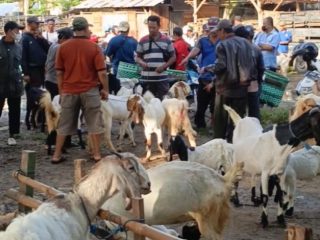 Harga Kambing di Rembang Anjlok, Dintanpan Usulkan untuk Menu MBG