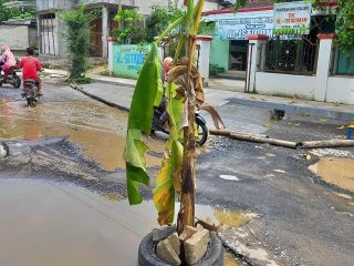 Pembangunan Tak Berlanjut, Warga Kayen Tanam Pohon Pisang di Jalan Rusak