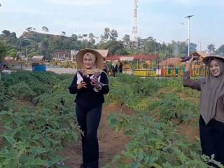 Asyiknya Menikmati Wisata Petik Terong di Pati