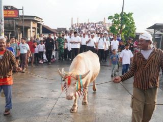 Makna Transparansi di Balik Kirab Kerbau Bule Jepara
