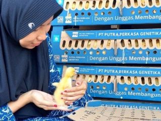 Cuaca Labil Pengaruhi Stok dan Harga, Peternak DOD Pati Resah