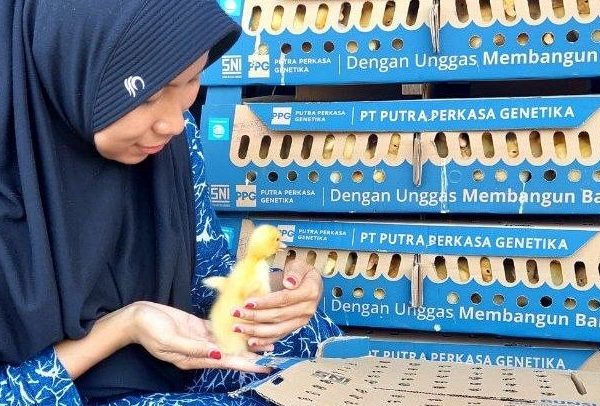 Cuaca Labil Pengaruhi Stok dan Harga, Peternak DOD Pati Resah
